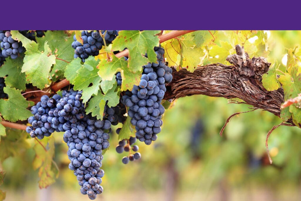 How Much of Your Past Should You Include on Your Resume?